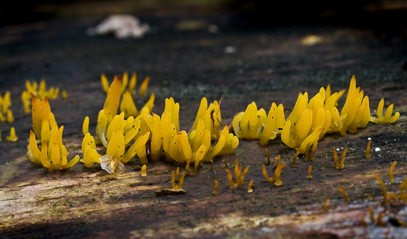 Calocera cornea